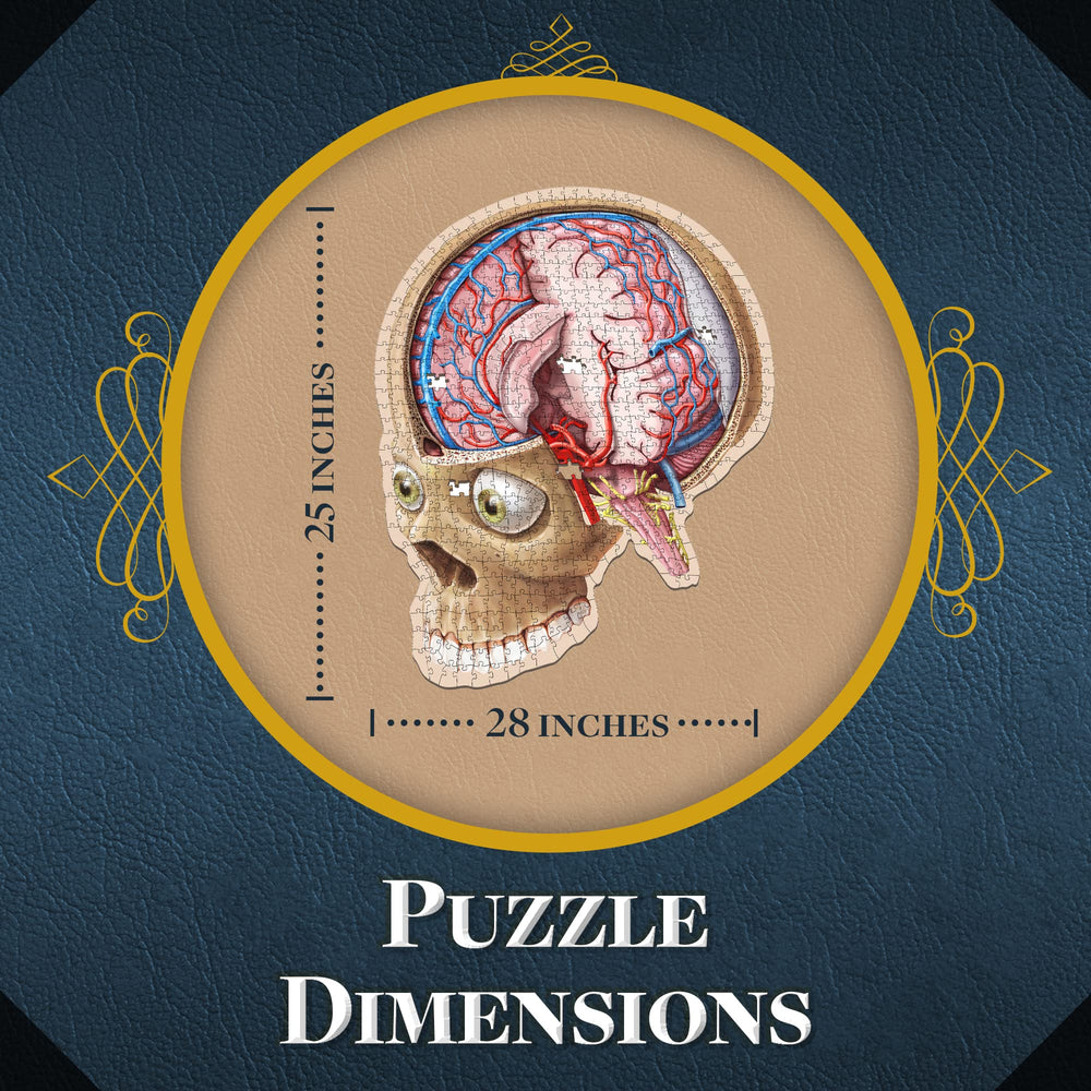 Genius Games cortex and gyri puzzle assembly enables interactive neuroscience exploration.