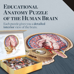 Genius Games brain ventricles puzzle details aid visual memory of brain layout.