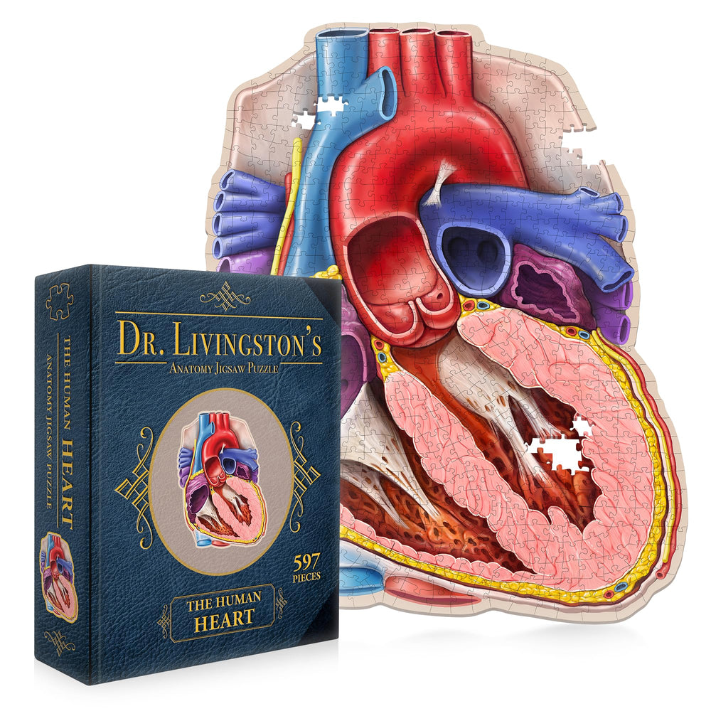 Genius Games Dr Livingston heart cross-section puzzle reveals the inner heart structure for study