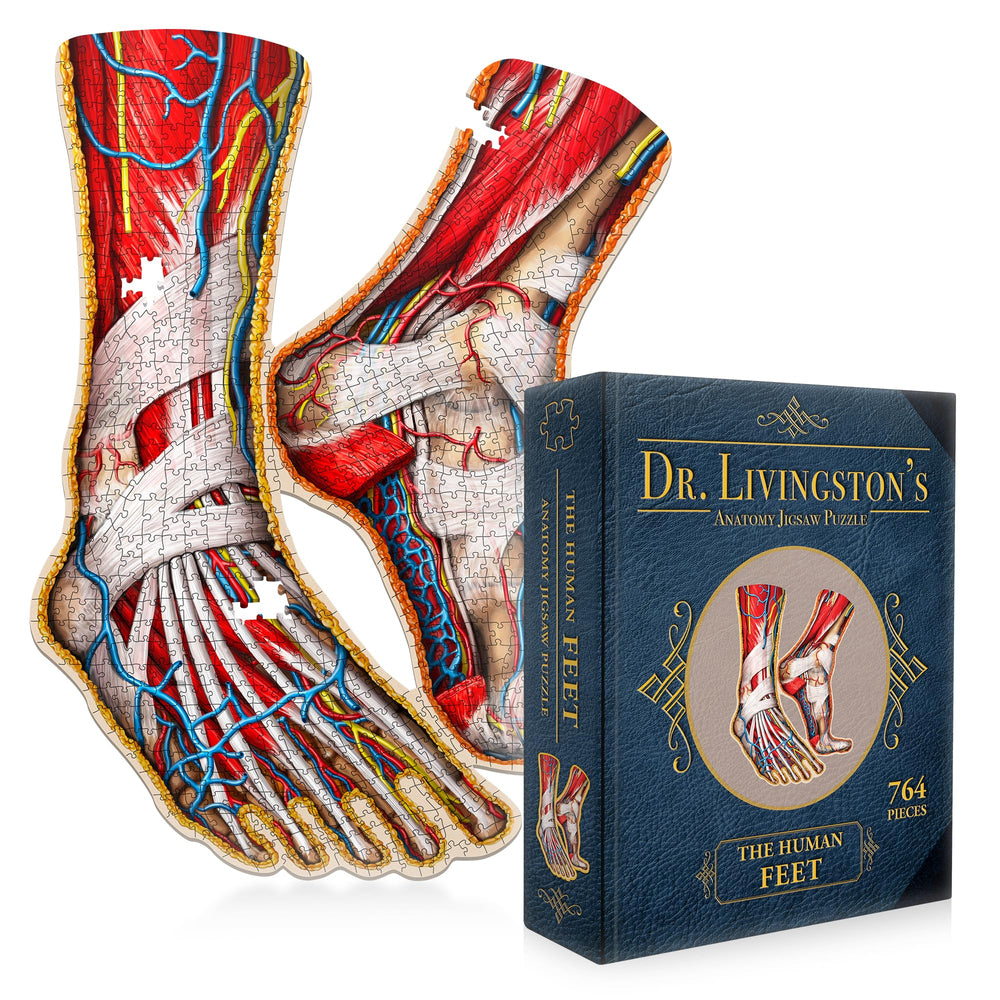 Genius Games Dr Livingston's feet cross-section puzzle reveals internal anatomy for study.