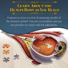 Genius Games eye model assembled for teaching and group study