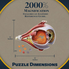 Genius Games eye structure components close-up, ideal for classroom demonstrations