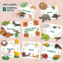 GLINGLONG Life Cycle Animal Kit ladybug cards boost memory and matching skills.