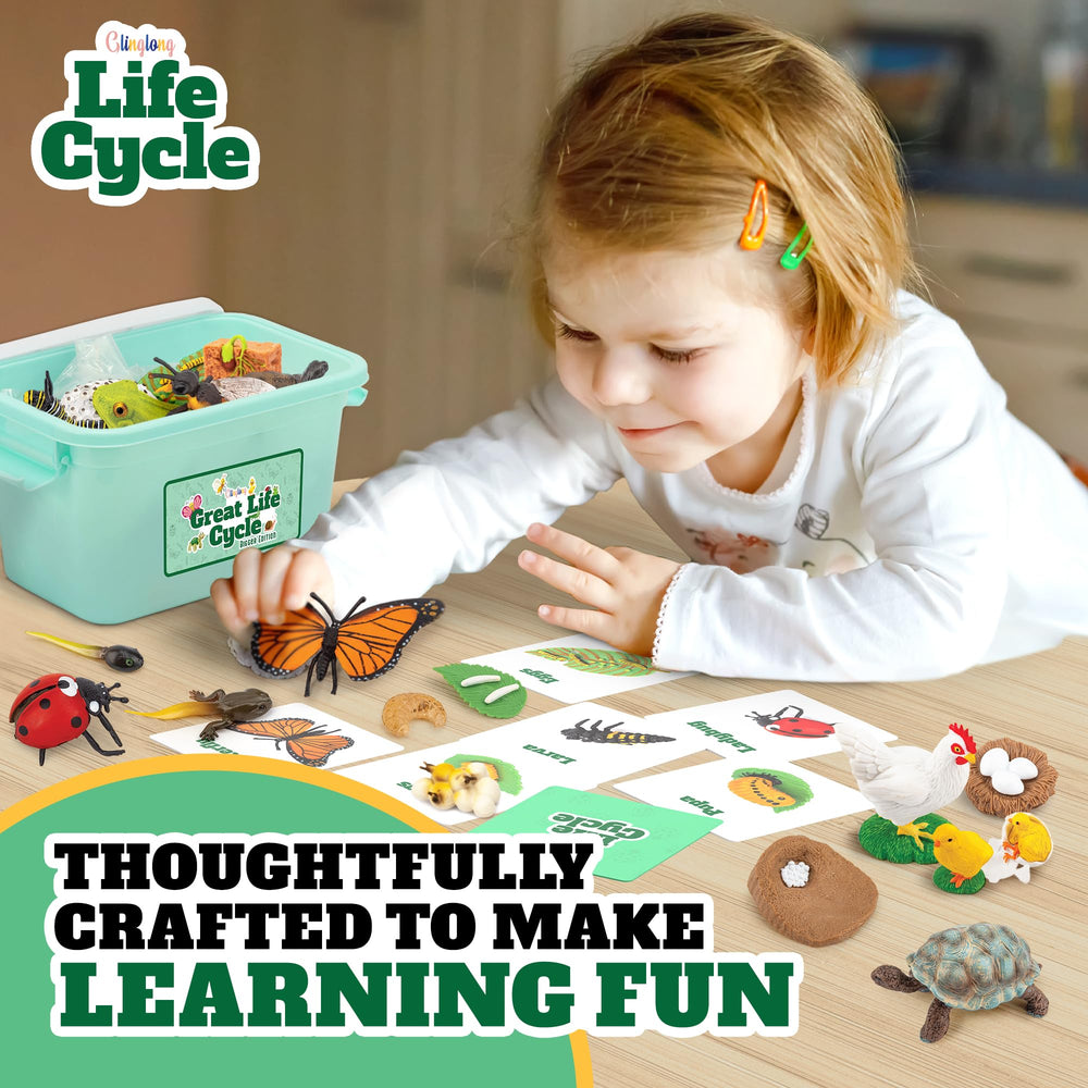 GLINGLONG Life Cycle Animal Kit plant life stages explain growth in a concrete way.
