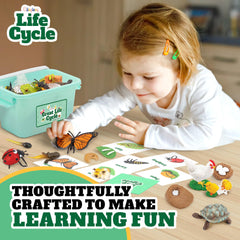 GLINGLONG Life Cycle Animal Kit plant life stages explain growth in a concrete way.
