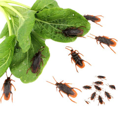 GUDVES prank roaches closeup brown, convincing fake insects for realistic pranks.