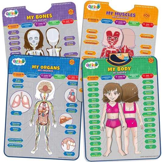 GUFINO bilingual human body model poster with touch activation for interactive anatomy learning