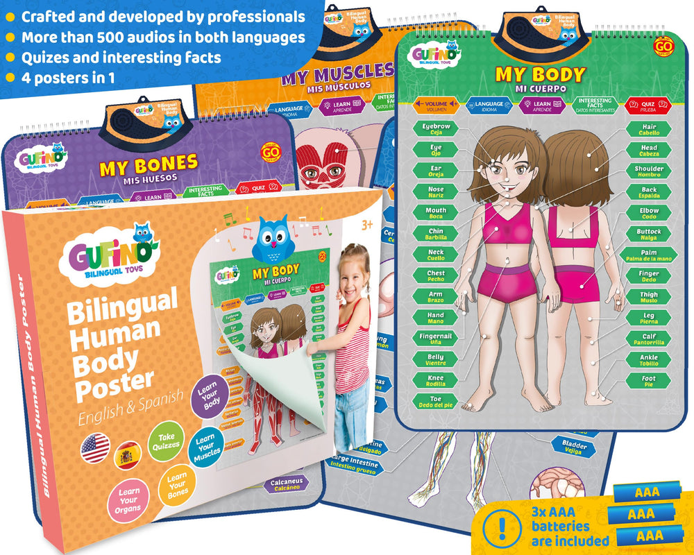 GUFINO high-quality translations support clear explanations of organs and bones