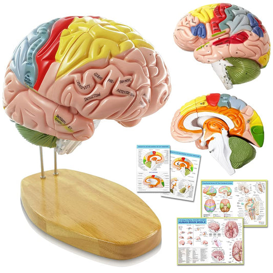 Hadwyn brain model with 1.5x life-size viewing for detailed neuroanatomy study in classrooms.