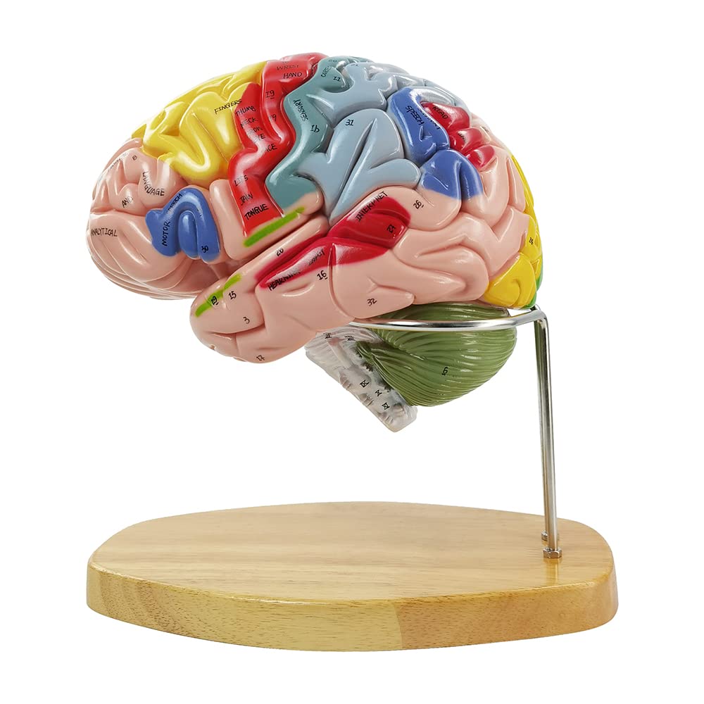 Hadwyn brain model ideal for classrooms, clinics, or therapy practices.