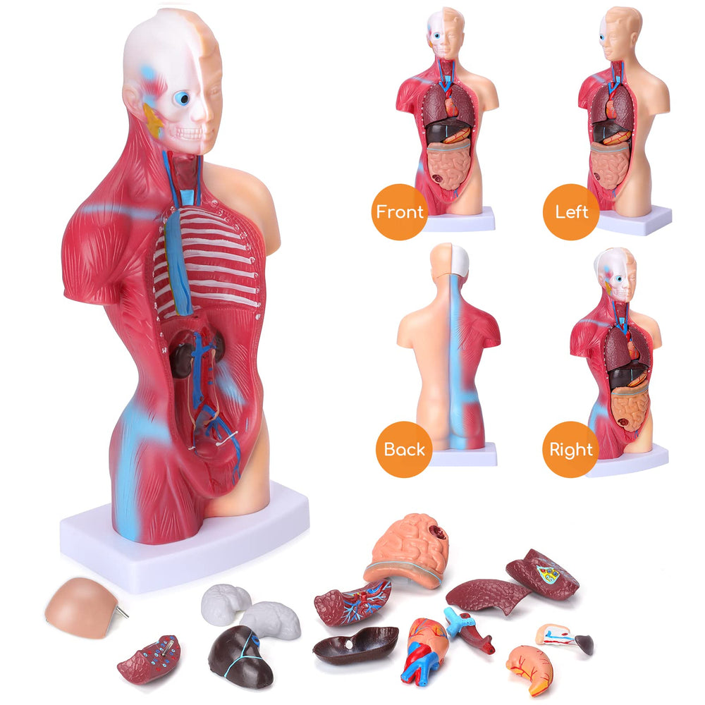 Hotrose lungs and vascular details detachable view for anatomy study.