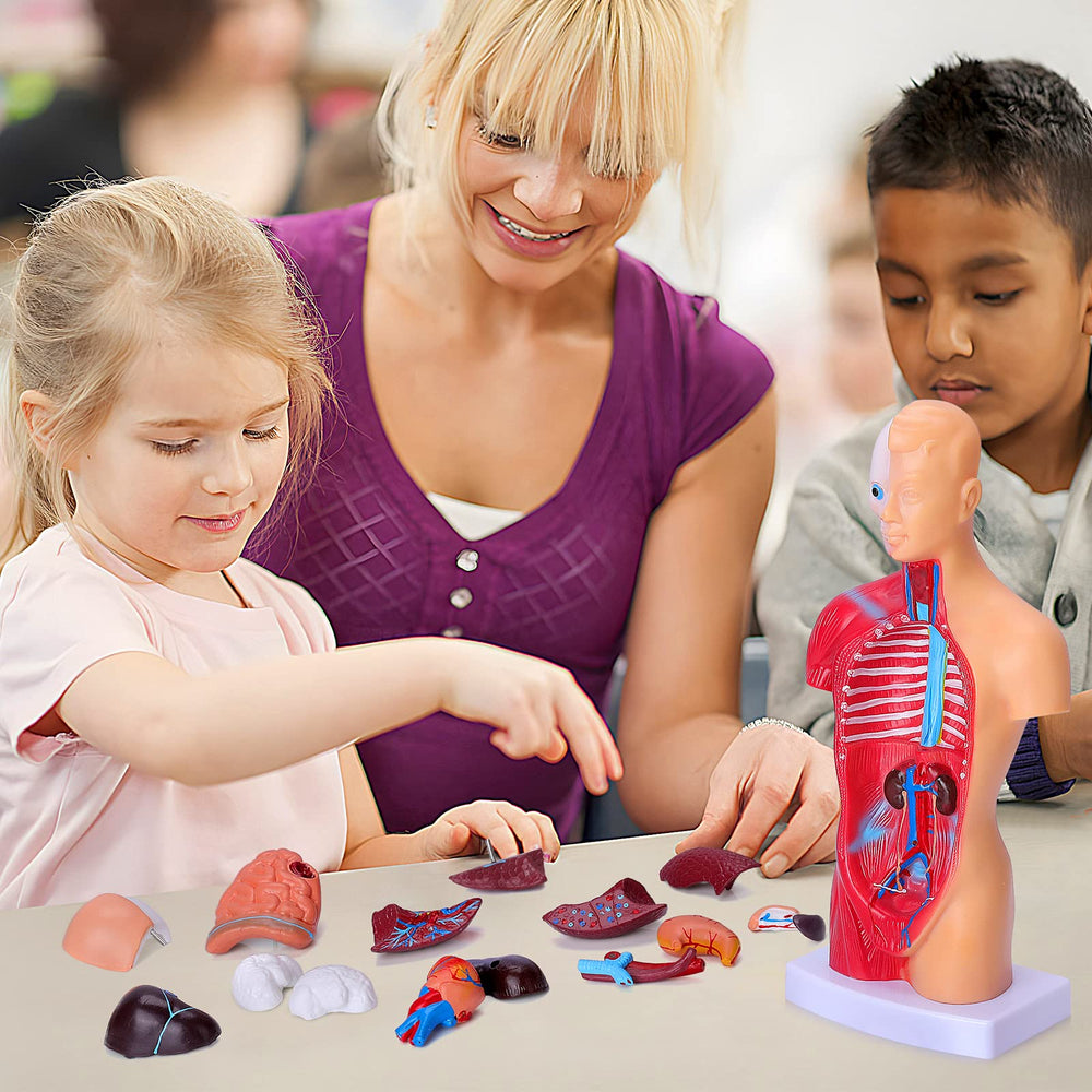 Hotrose PVC anatomy model on sturdy base for durable classroom display.