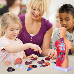 Hotrose PVC anatomy model on sturdy base for durable classroom display.