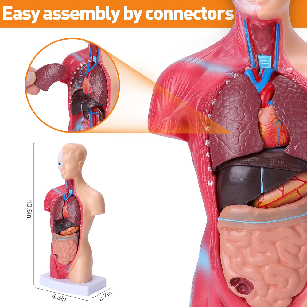 Hotrose stomach, liver, pancreas detachable set for in-depth biology review.