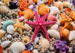 HUADADA 1000-piece beach shells puzzle interlock for immersive seaside scene.