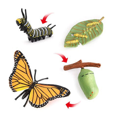 Hvogvok butterfly caterpillar model supports lifecycle exploration and hands-on study.