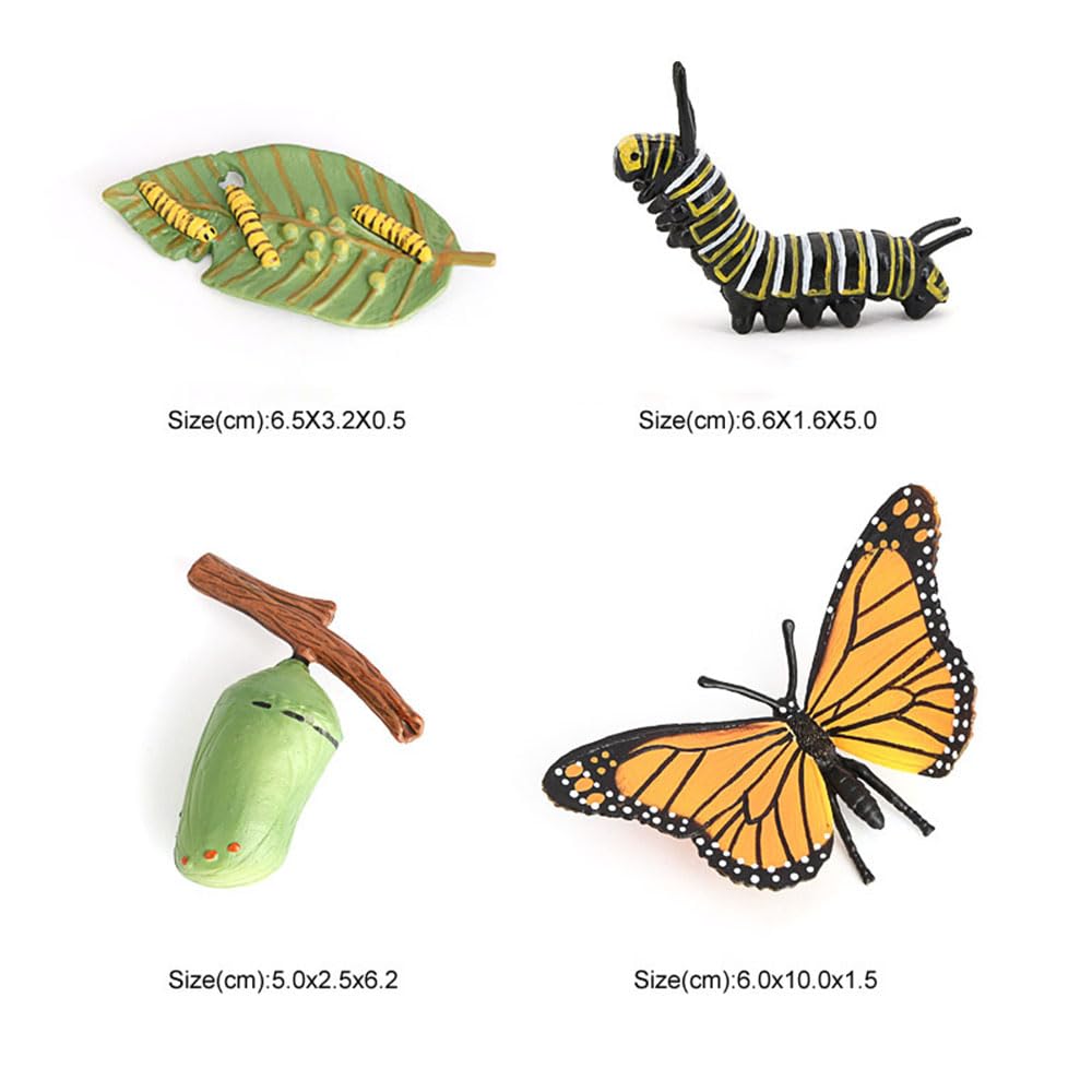 Hvogvok butterfly chrysalis replica enables metamorphosis-themed demonstrations.