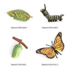 Hvogvok butterfly chrysalis replica enables metamorphosis-themed demonstrations.