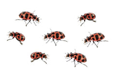 Insect Lore watering dropper aids simple habitat care.