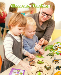 JoyCat bee life cycle figures bring pollination concepts to life with bright pieces.