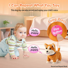 Kindenwinn music-mode corgi dances to tunes for rhythm-based play.