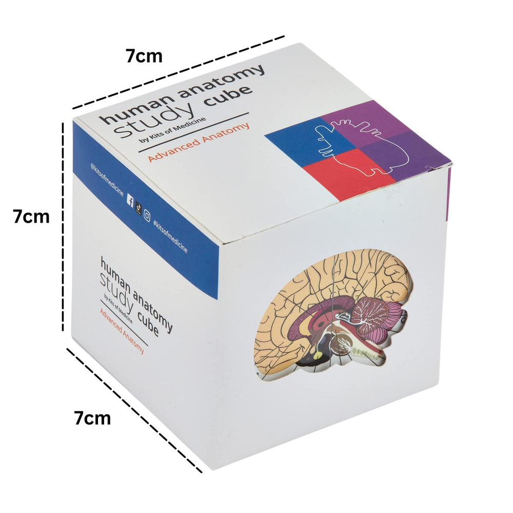 Kits of Medicine ear module on the study cube supports hands-on auditory anatomy.