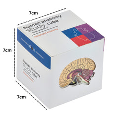 Kits of Medicine ear module on the study cube supports hands-on auditory anatomy.