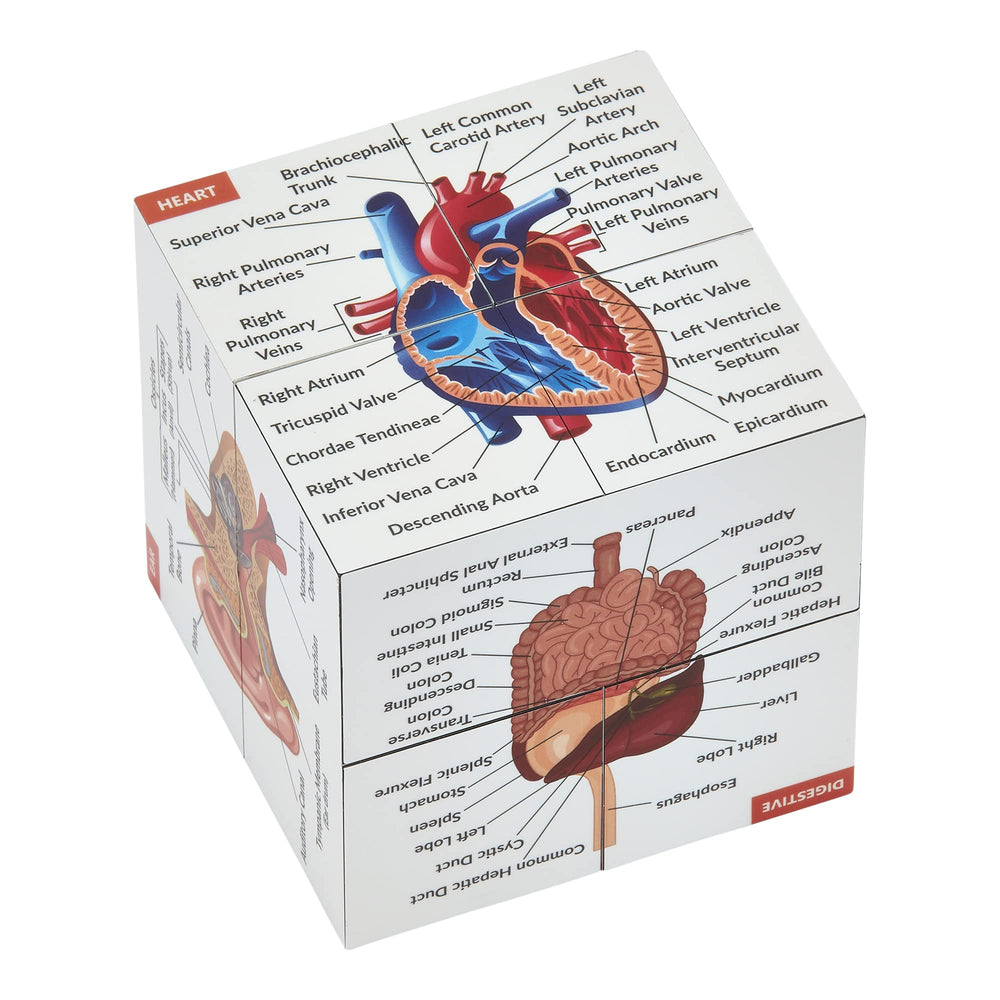 Kits of Medicine eye focus on the anatomy study cube for quick revision.