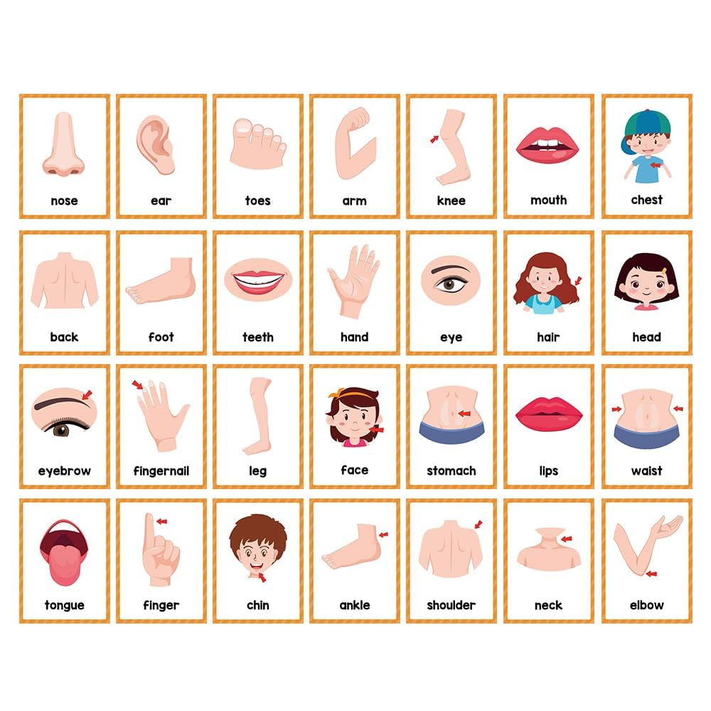 Lachilly body parts flashcards are double-sided for durable classroom learning.
