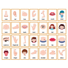 Lachilly body parts flashcards are double-sided for durable classroom learning.
