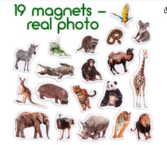 MAGDUM zebra magnet promotes color recognition and pattern matching during play.