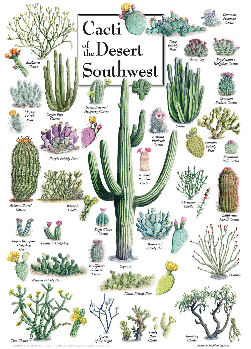 MasterPieces cacti desert southwest puzzle pieces close-up ready for interlocking fun.