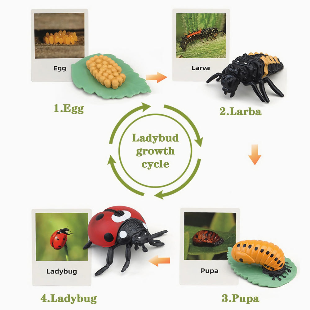 Mbrain plants set provides a tangible plant life cycle companion for lessons