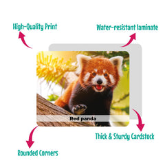 Menique compact travel-friendly size for learning on the go.