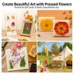 MeRGBWLife Flower Press kit with 10 cardboards for reliable layering.