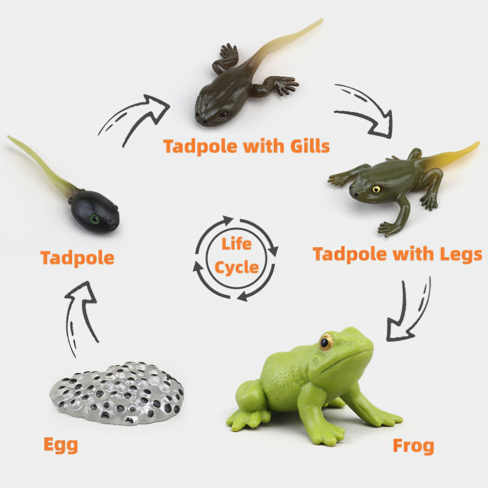 MIKNEKE life cycle cards support early cognitive development through play.