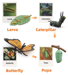 MIKNEKE caterpillar figure helps kids explore growth stages via tactile play