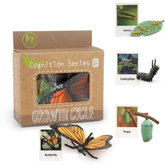 MIKNEKE flash cards reinforce correct order of insect life stages