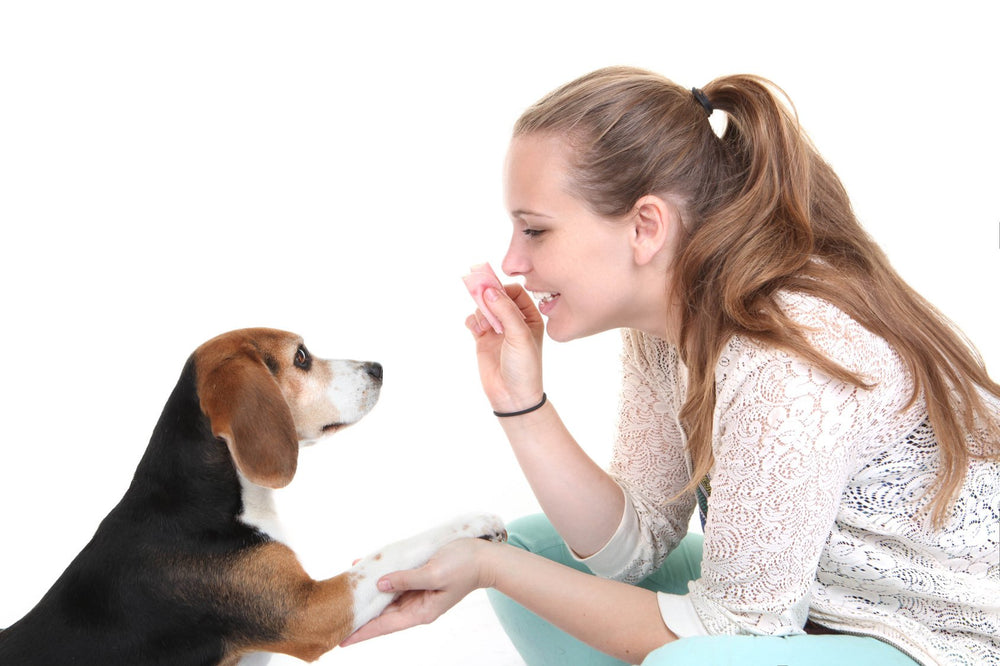 MindWare Doggy Day Camp game ideas spark interactive play and bonding with your dog.