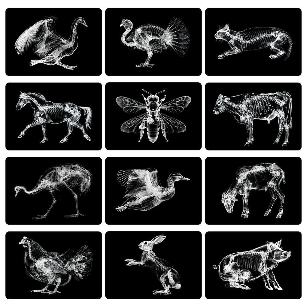 Motiskyy Animal X-Ray Flashcard Chickens shows internal view for biology lessons.