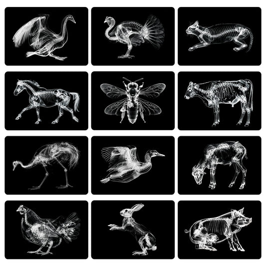 Motiskyy Animal X-Ray Flashcard Chickens shows internal view for biology lessons.