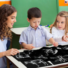 Motiskyy Animal X-Ray Flashcard Cows displays internal anatomy for hands-on learning.
