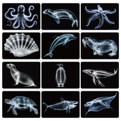 Motiskyy Marine Animal X-Ray Shark card for classroom demonstrations and visual anatomy review.