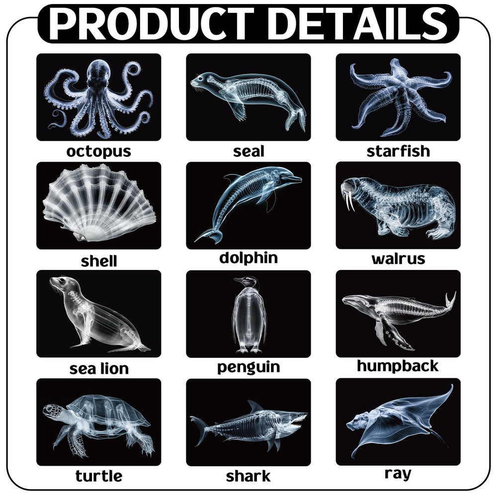 Motiskyy Marine Animal X-Ray Whale card for big-picture anatomy exploration in groups.