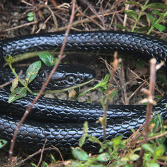 NAKIMO outdoor snake decor to deter birds and small pests.