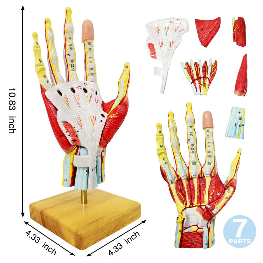New Horizon hand model reveals ligaments and tendons for layered learning.