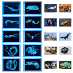 Odoorgames High-definition X-ray detail reveals intricate bone structures for careful observation.