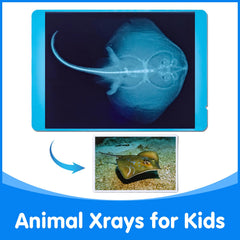 Odoorgames Veterinary-play checkups encourage imaginative role-play and friendly learning.