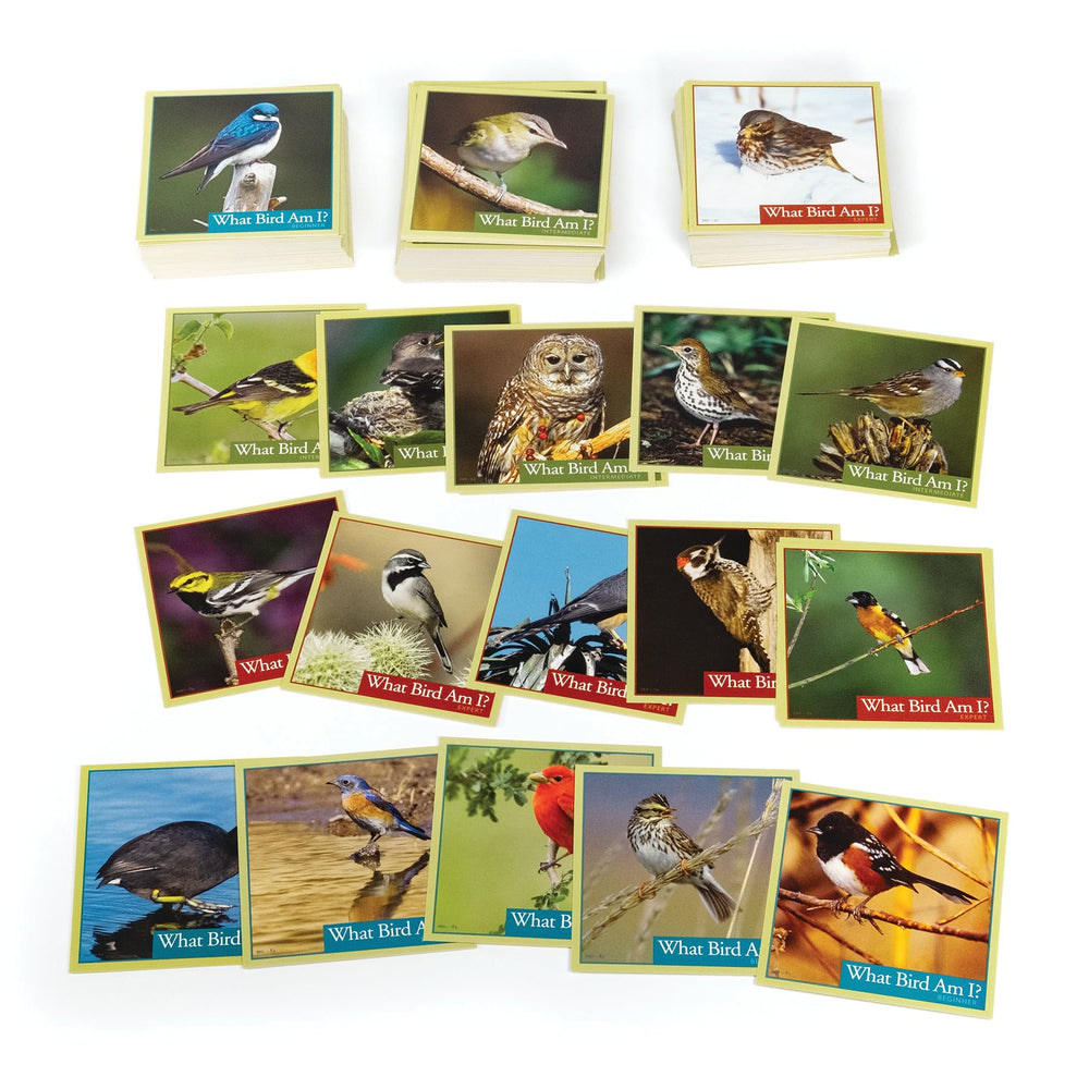 Outset Media What Bird Am I? instructions guiding new players through the rules