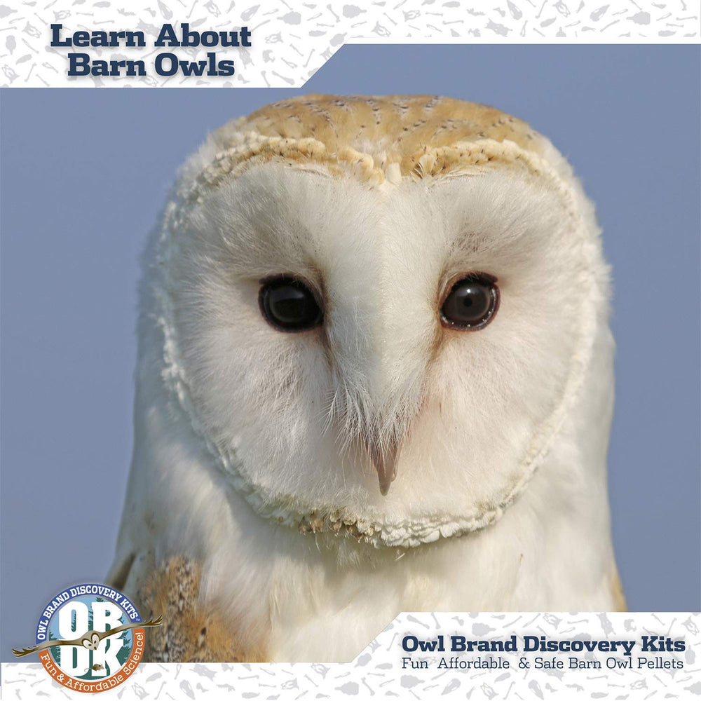 Owl Brand Discovery owl pellet bone chart highlights skeletal anatomy.
